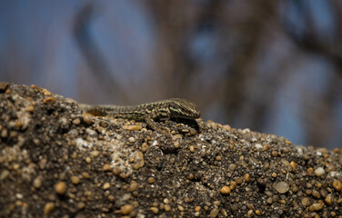 Female common wall lizard podarcis muralis on rock stone wall at atlantic beach coast in french...