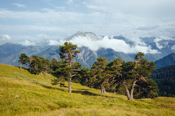 view of the pine trees in the mountains