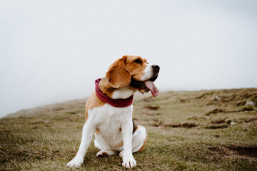 Funny beagle