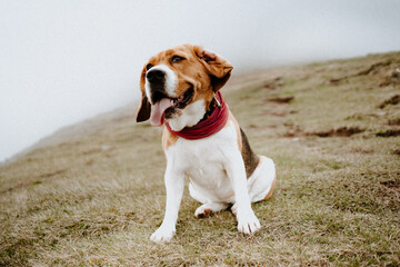 Funny beagle