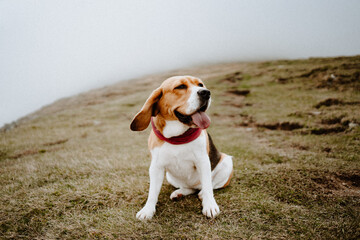 Funny beagle