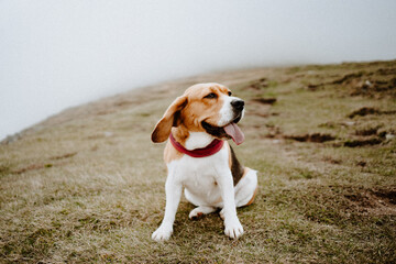Funny beagle