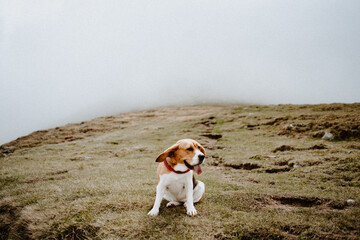 Funny beagle