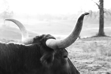 Texas longhorn cow horn close up in black and white on farm during winter.