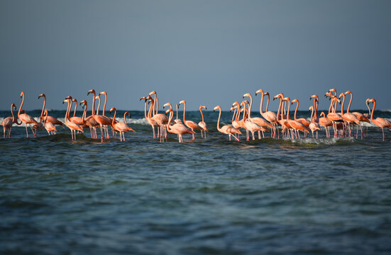 BIRDS- Bahamas- Close Up of a Flock of Flamingos on a Shoal