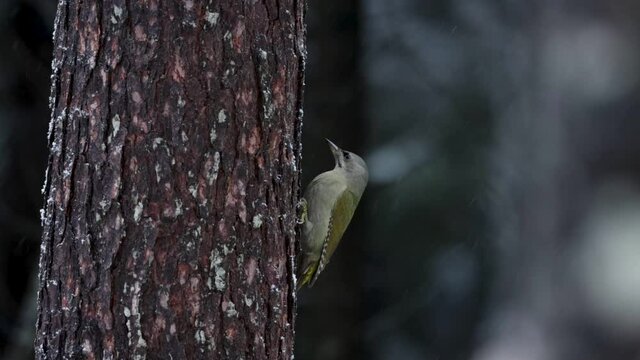 European bird Grey-headed woodpecker, Picus canus climbing on an old Pine tree trunk in Estonian boreal forest.	