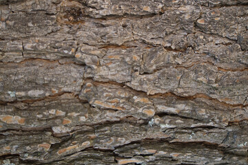 tree bark surface texture close up in national park