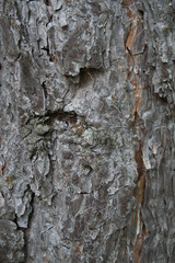 tree bark surface texture close up