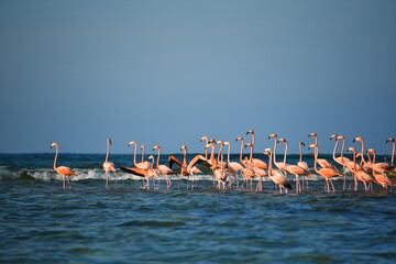 BIRDS- Bahamas- A Flock of Greater Flamingos on a Sea Shoal