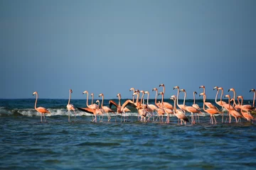 Foto op Plexiglas BIRDS- Bahamas- A Flock of Greater Flamingos on a Sea Shoal © Sherry