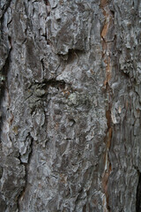 tree bark surface texture close up