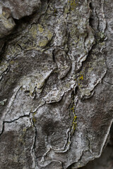 tree bark surface texture close up in national park