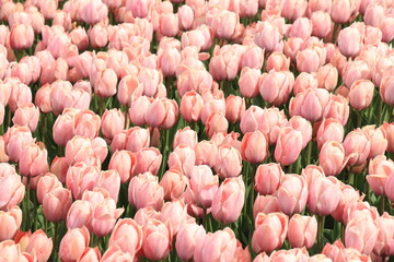 Pink tulips in a field