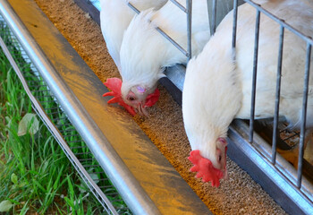 Chicken in an aviary on a farm. Chicken egg production and agricultural business concept. Shooting in natural conditions, possibly blurred focus