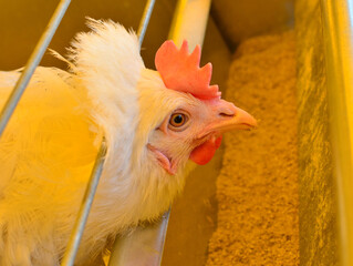 Chicken in an aviary on a farm. Chicken egg production and agricultural business concept. Shooting in natural conditions, possibly blurred focus