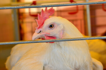 Chicken in an aviary on a farm. Chicken egg production and agricultural business concept. Shooting in natural conditions, possibly blurred focus