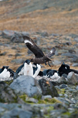 skua/wydrzyk © rubbersoulroad