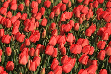 Orange red tulips in a field