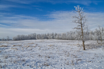 Elk Island during the Winter Season