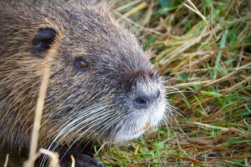 Wild nutria on the bank of a stream - Myocastor coypus