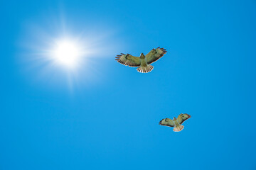 Buzzard fly in blue sky