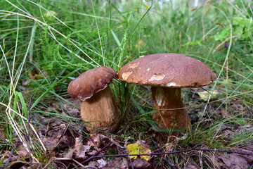 Two porcini mushrooms, large and small, grow in the forest against a background of green grass
