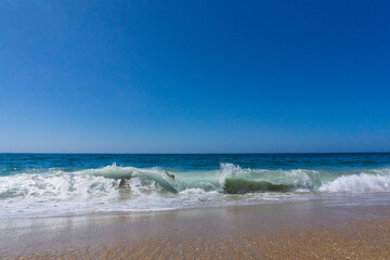 Low angle view of turquise wave crashing onto sandy beach on a sunny day with vibrant clear blue sky above
