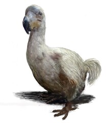 Dodo illustration on its own against white background © Helen