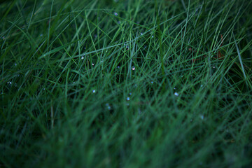 dew drops on green grasses - summer close up, textured green background and pattern