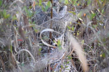 Bobcat amongst the shrubs
