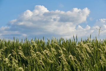 Clouds over the green wheat field in summer