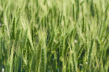 The ears of green wheat on the field close-up