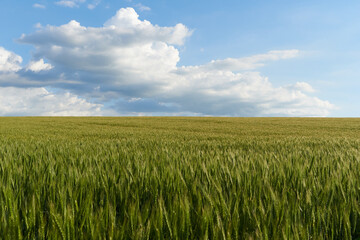 Clouds over the green wheat field in summer