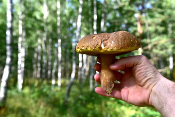 Big white mushroom in a man's hand on a background of green forest