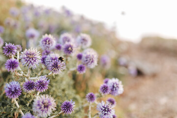 Purple flowers at sunset