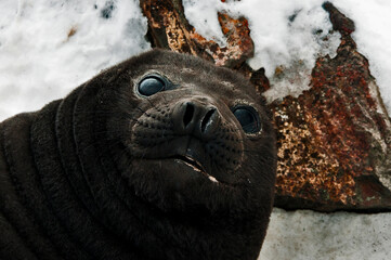seal © rubbersoulroad