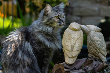Die Katze
