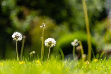 Pusteblume