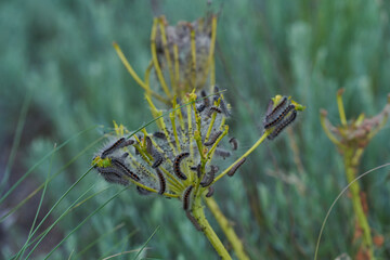 A lot of caterpillars eat plant branches