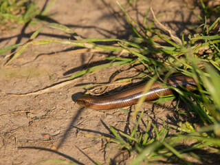 Un orvet se chauffant au soleil