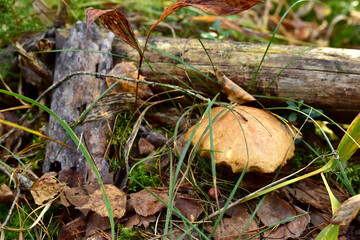 Birch bolete. Edible brown cap boletus among the grass and moss in autumn forest. Awesome fungus Aspen Mushroom against the background of green vegetation. Rough-stemmed bolete grows in in wildlife