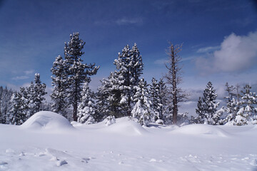 Magical winter landscape scene of snow covered trees after a big snow storm