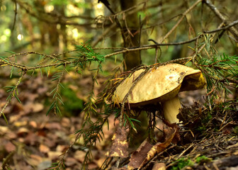 Birch bolete. Edible brown cap boletus among the grass and moss in autumn forest. Awesome fungus Aspen Mushroom against the background of green vegetation. Rough-stemmed bolete grows in in wildlife