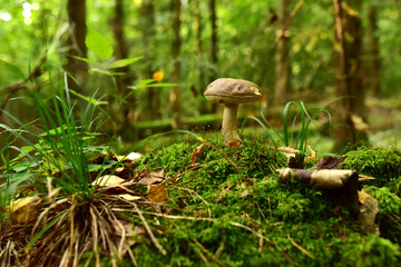Birch bolete. Edible brown cap boletus among the grass and moss in autumn forest. Awesome fungus Aspen Mushroom against the background of green vegetation. Rough-stemmed bolete grows in in wildlife