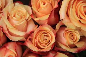 Multicolored wedding roses