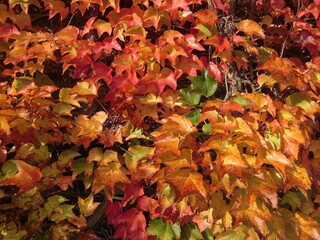 紅葉