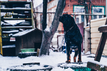 Big black dog on chain looks, standing in courtyard in wintertime.