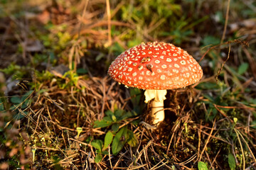 Red mushroom amanita toxic, also called panther cap. False blusher amanita mushroom in the forest against the background of green vegetation