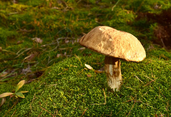 Birch bolete. Edible brown cap boletus among the grass and moss in autumn forest. Awesome fungus Aspen Mushroom against the background of green vegetation. Rough-stemmed bolete grows in in wildlife
