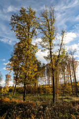 Obraz premium Bäume